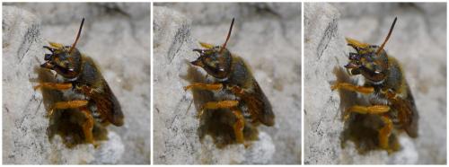 Réf. 282 172 : Rhodanthidium sticticum